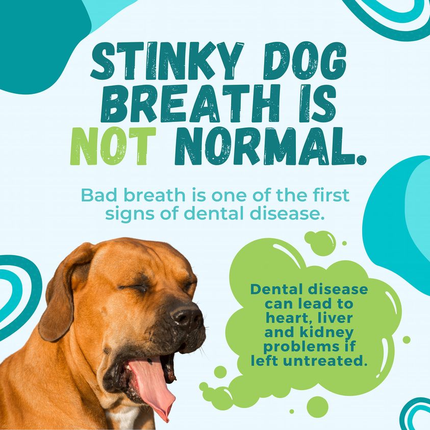02 APRIL -  30 MAY - ATTENTION PET PARENTS! OUR VERY POPULAR DENTAL MONTHS ARE RUNNING THIS APRIL AND MAY.  PERSISTENT BAD BREATH IN PETS ISN'T NORMAL AND COULD SIGNAL DENTAL ISSUES. DON'T IGNORE IT!  SCHEDULE A FREE DENTAL CHECK-UP IN APRIL AND MAY TO ADDRESS THE ROOT CAUSE AND ENSURE YOUR PET LIVES A LONG AND HEALTHY LIFE.  CALL GROENKLOOF DIEREKLINIEK TO SCHEDULE A FREE DENTAL HEALTH CHECK FOR YOUR FUR BABY.  MANY MORE IN STORE SPECIALS AVAILABLE.  GROENKLOOF MALMESBURY 022 487 1157  GROENKLOOF RIEBEEK 082 089 1234