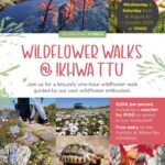 Annual Wildflower Walks at Khwa ttu every Wednesday and Saturday, from 16 August - 1 October 2025. Wildflower season is here - and so are our much loved Wildflower Walks! Join us for a leisurely one - hour walk through the stunning spring blooms of the Cape West Coast. It is perfect for all ages. Bring your camera, your curiosity, and your walking shoes. Bookings are essential. To reserve your place, contact bookings@khwattu.org or 022 492 2998 