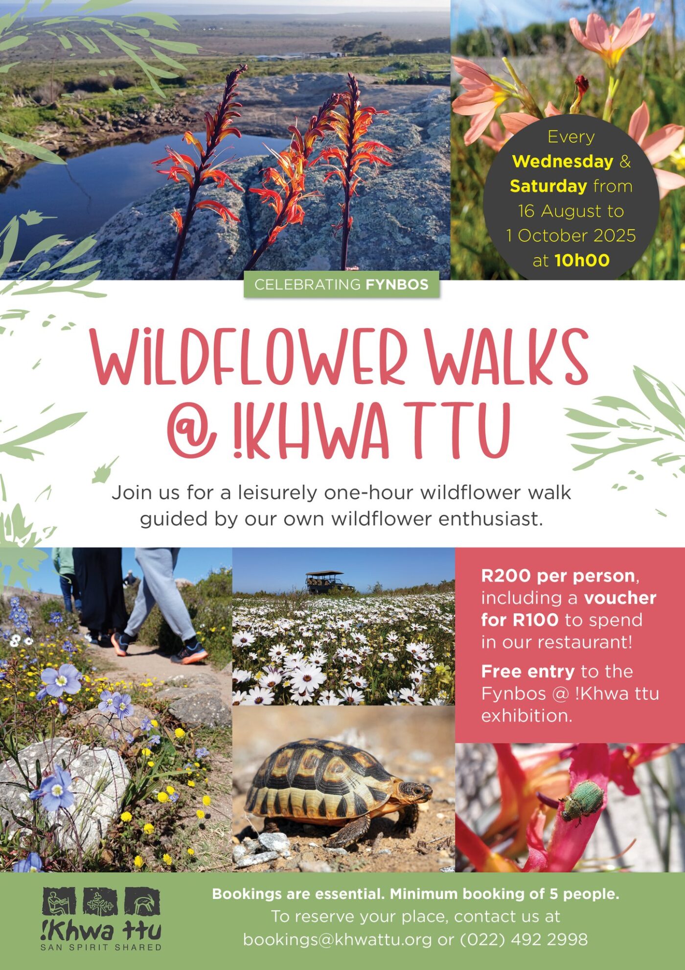 Annual Wildflower Walks at Khwa ttu every Wednesday and Saturday, from 16 August - 1 October 2025. Wildflower season is here - and so are our much loved Wildflower Walks! Join us for a leisurely one - hour walk through the stunning spring blooms of the Cape West Coast. It is perfect for all ages. Bring your camera, your curiosity, and your walking shoes. Bookings are essential. To reserve your place, contact bookings@khwattu.org or 022 492 2998 